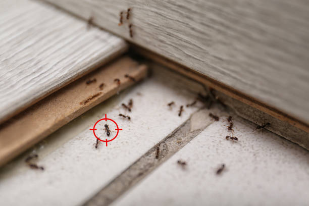 Best Best Pest Control Companies  in Winnie, TX