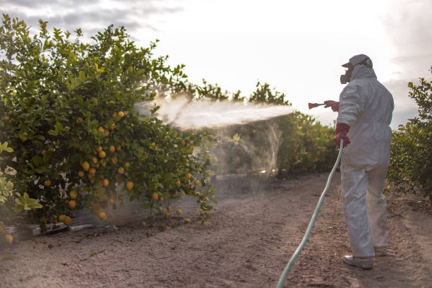 Best Termite Control Services  in Winnie, TX
